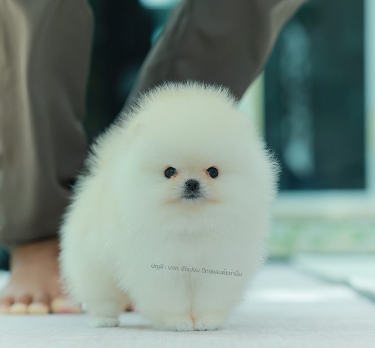 ปอมแท้ ปอมเมอเรเนียน HRF-68775 เพศหญิง สีขาว อายุ 2 เดือน หน้าตาน่ารัก ขาสั้น ขน...