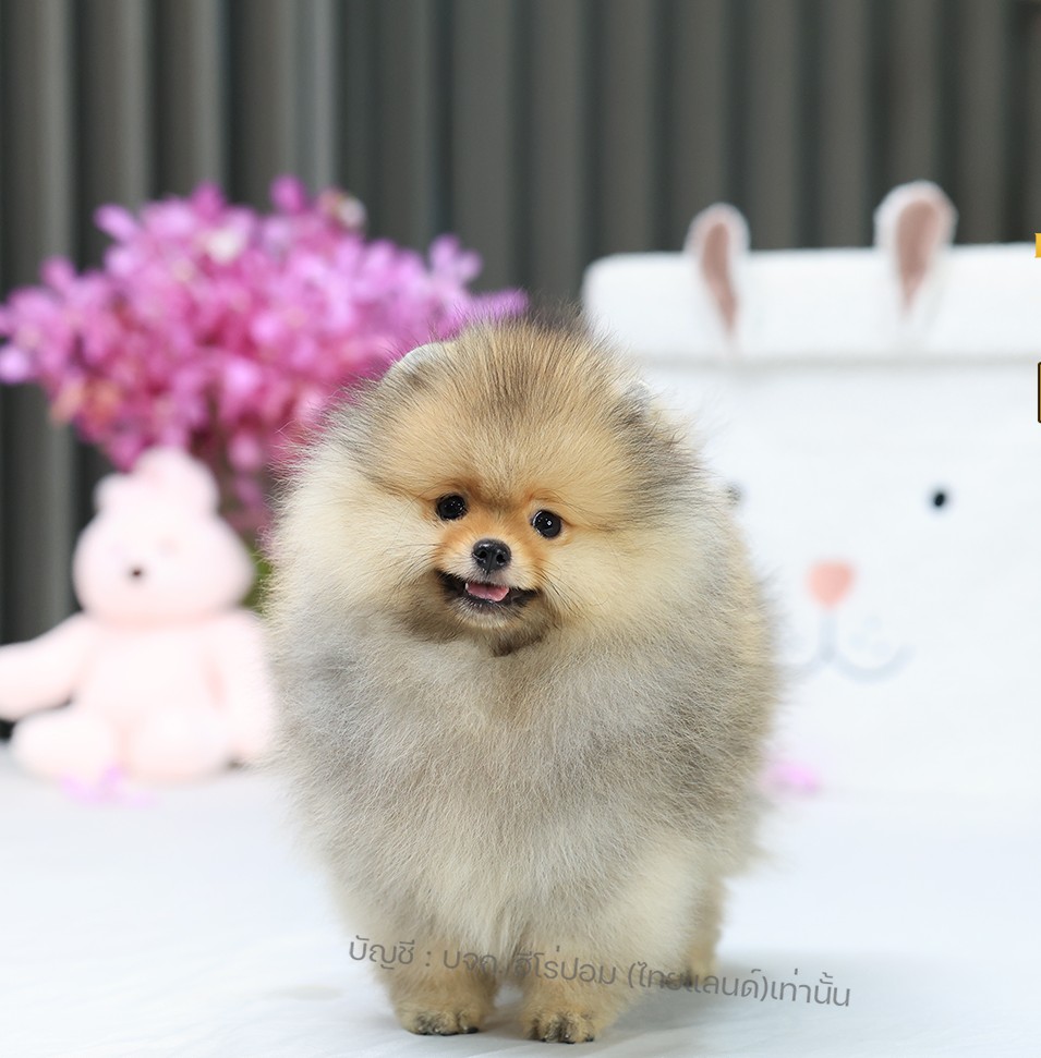 ปอมแท้ ปอมหน้าหมี HRM-10942 เพศชาย สีส้ม อายุ 2 เดือน ขนแน่น ขาใหญ่ กินเก่ง หน้า...