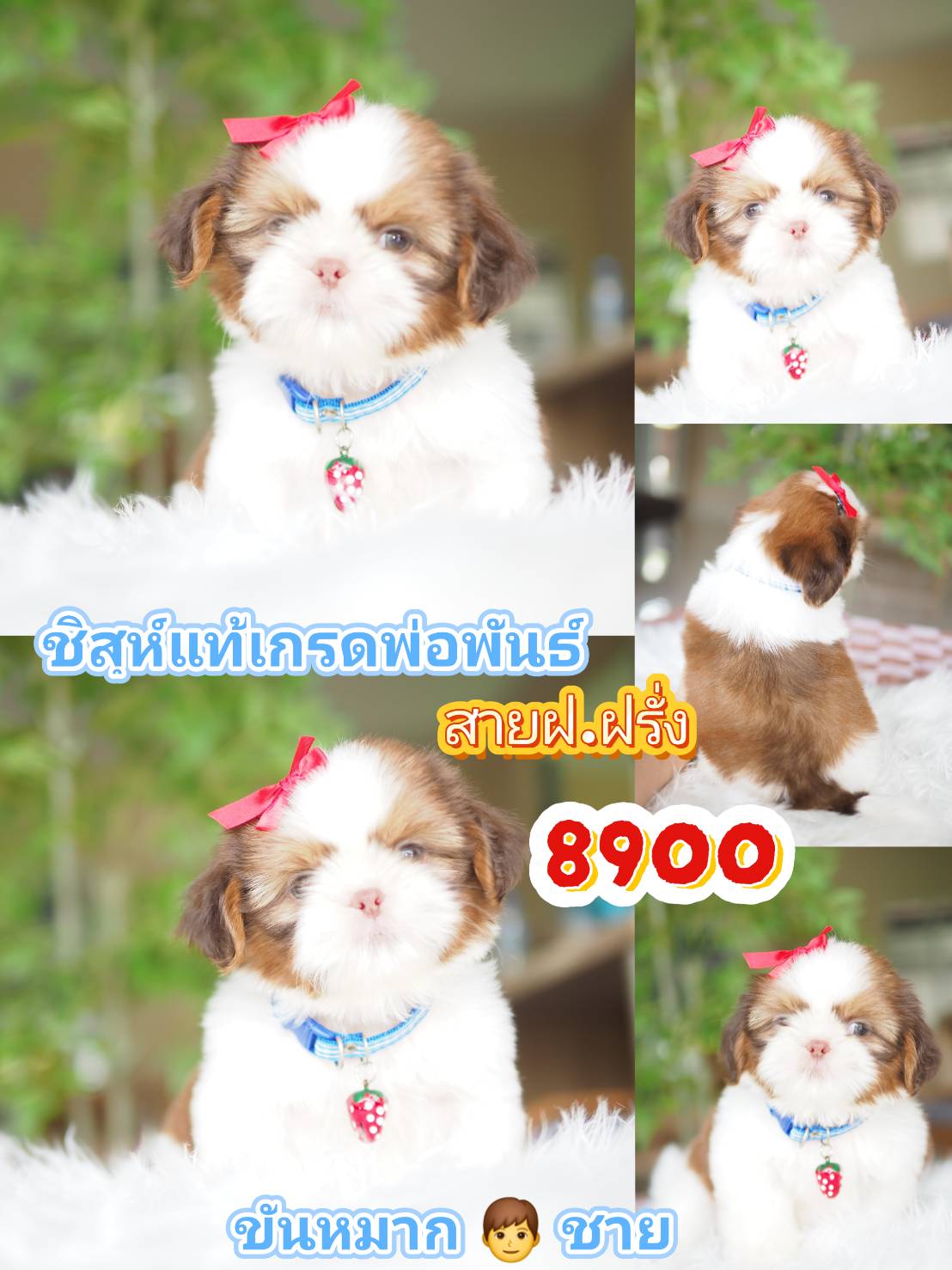 SHIHTZU