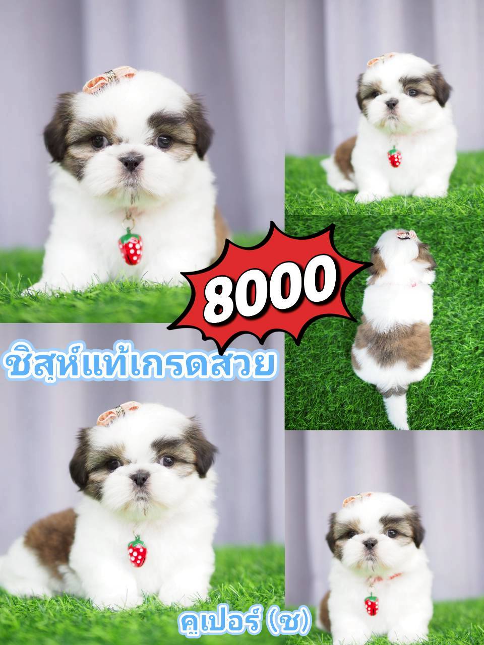 ชิสุแท้ กิ๊ฟซ่า