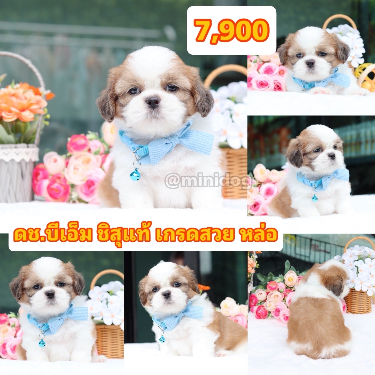 ชิสุแท้เกรดสวย