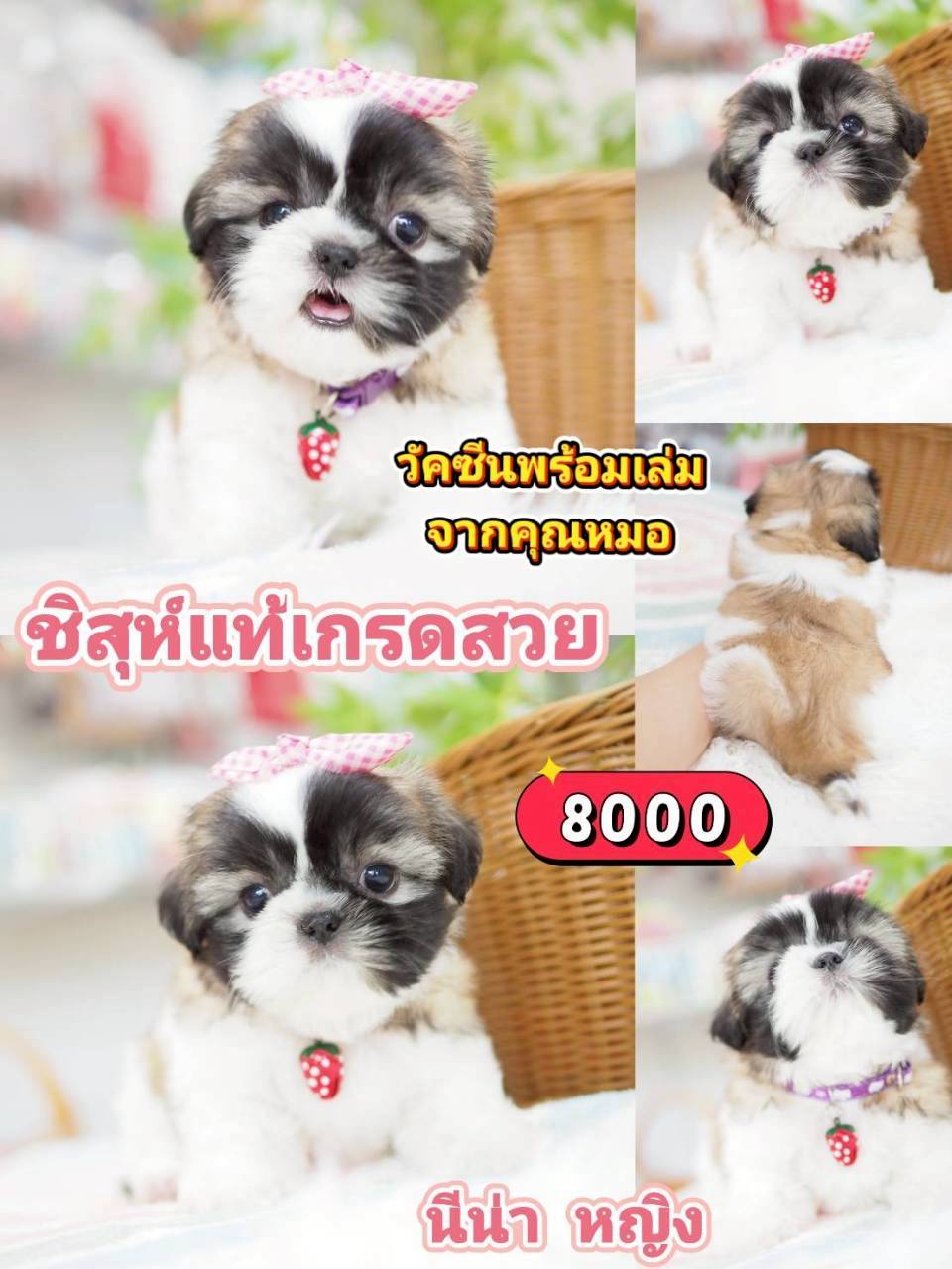 ชิสุห์แท้ ❣️ วัคซีน