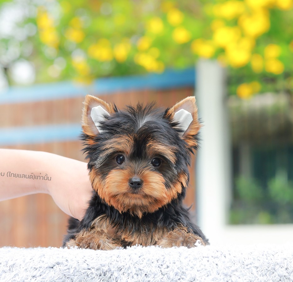 ยอร์คเชียร์ เทอร์เรีย HYM-10540 เพศชาย สีแบล็คแทน ขนแน่น สายเลือดดี เกรดคุณภาพ ห...