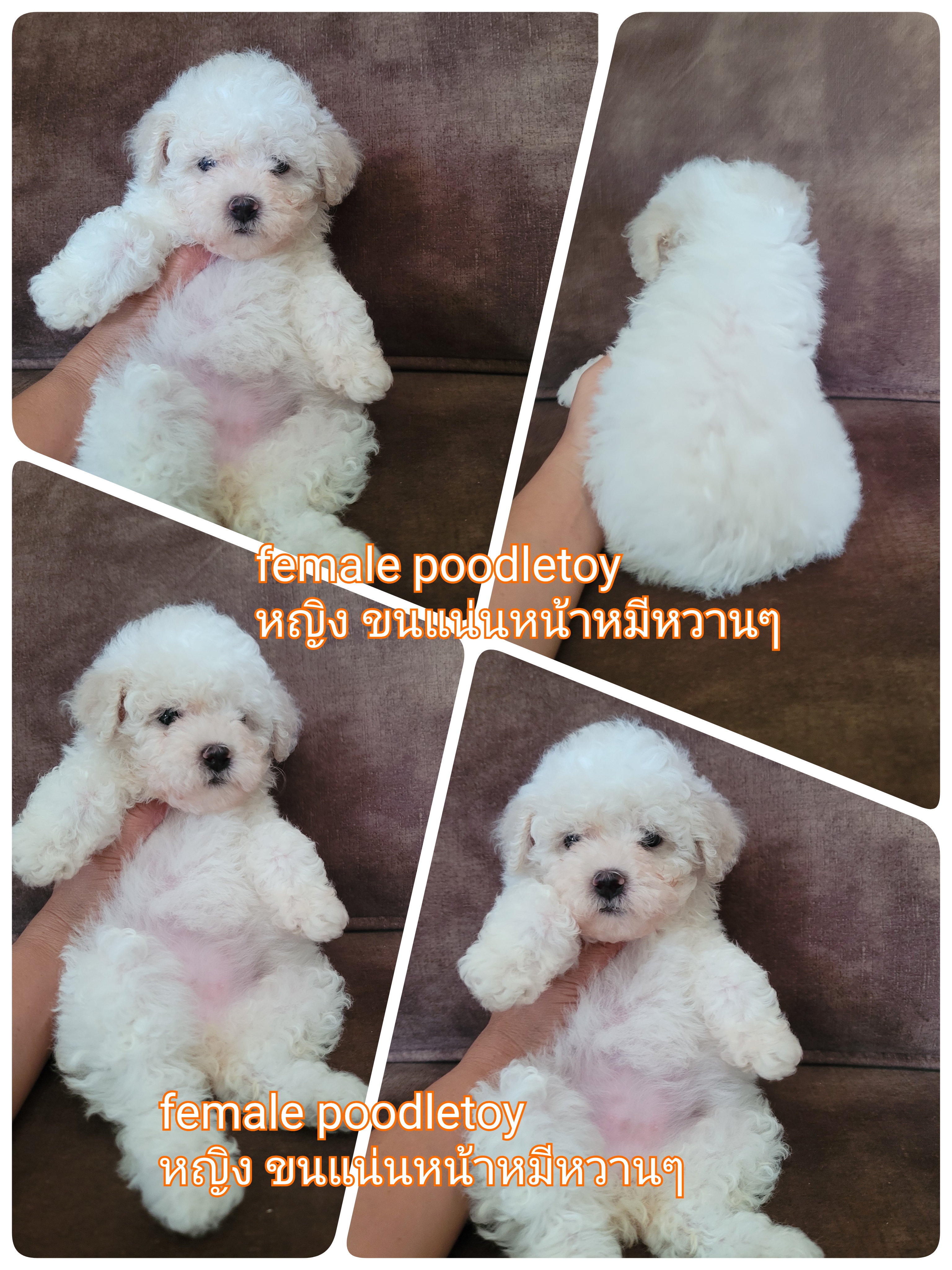 Poodletoy พุดเดิ้ลทอย เกรดคุณภาพ
