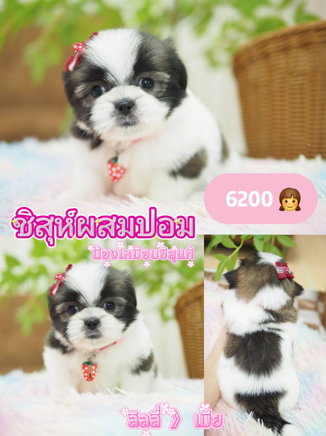 Shihtzupom