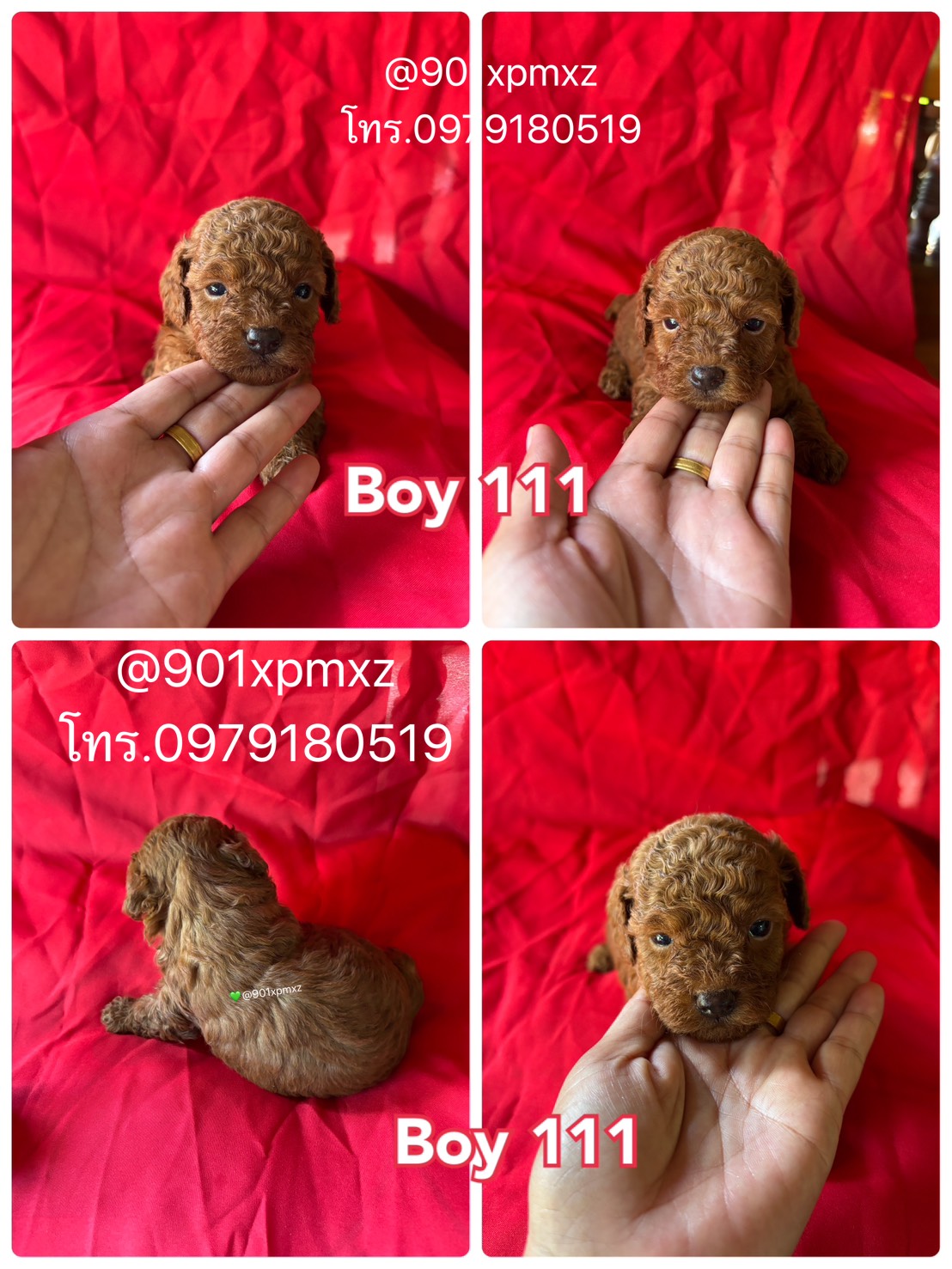 ชุดใหม่ล่าสุด มิย. พุดเดิ้ลทอยและไทนี่ บอดี้สวยมาก poodle toy &tiny
