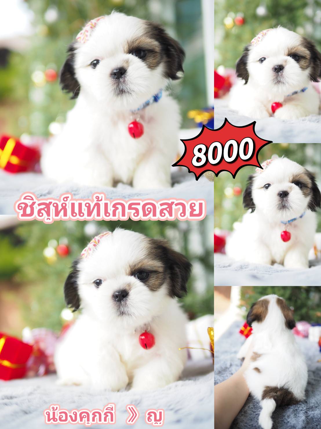 กิ๊ฟซ่าของแท้ @kibzaa เท่านั้น