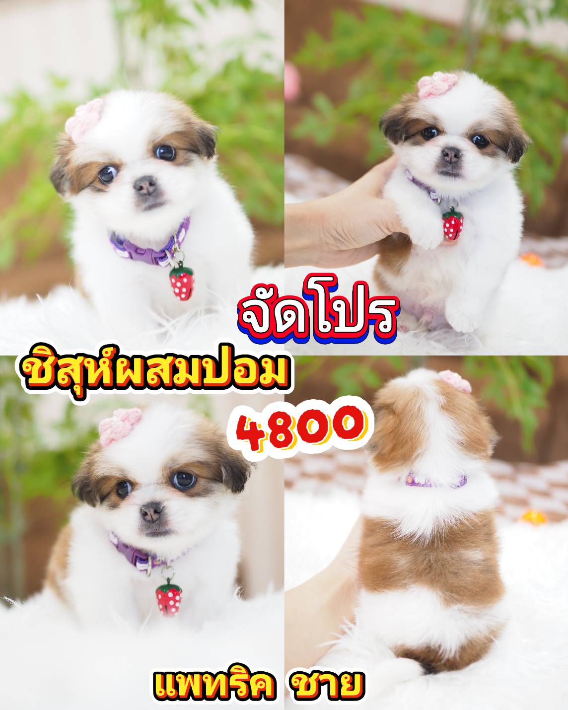 กิ๊ฟซ่า