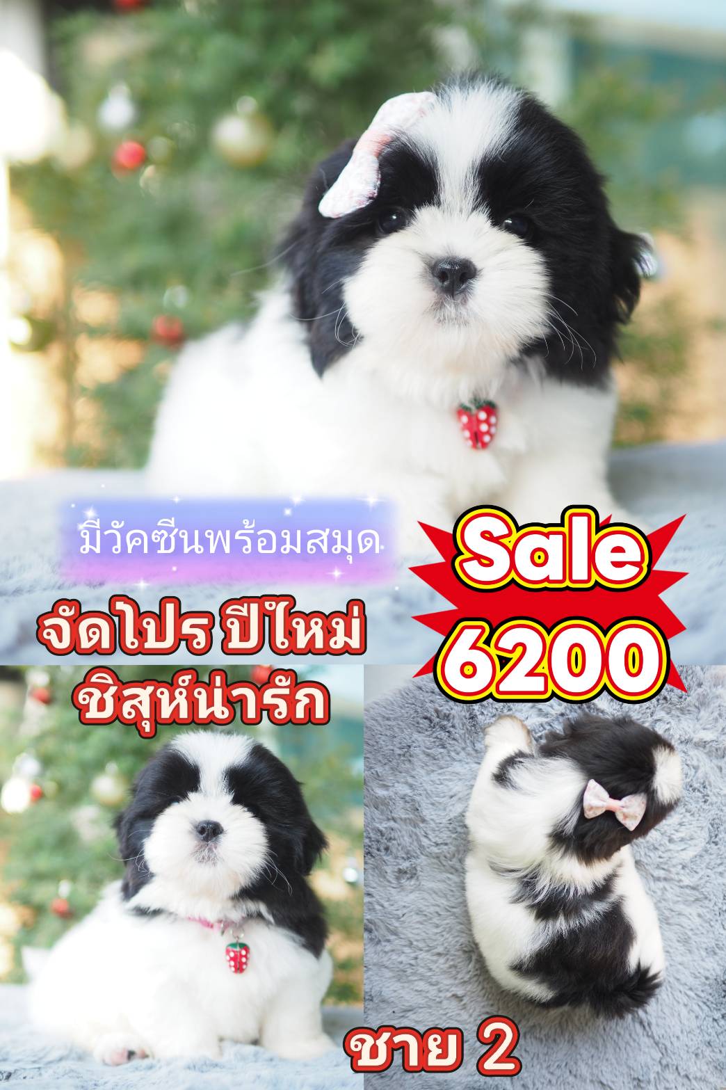 กิ๊ฟซ่า ชิสุแท้ วัคซีน