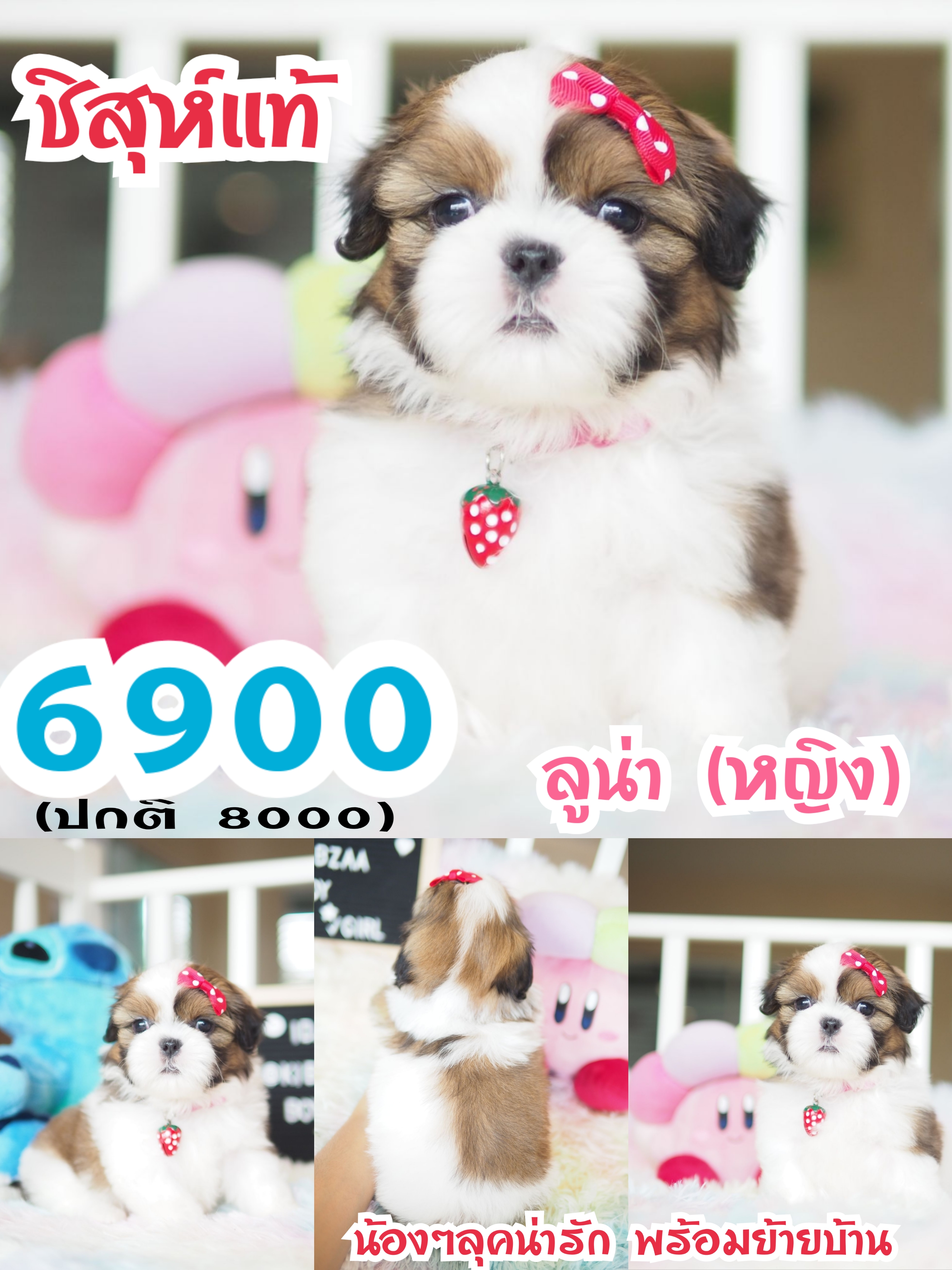 บ้านหมาน่ารัก กิ๊ฟซ่า