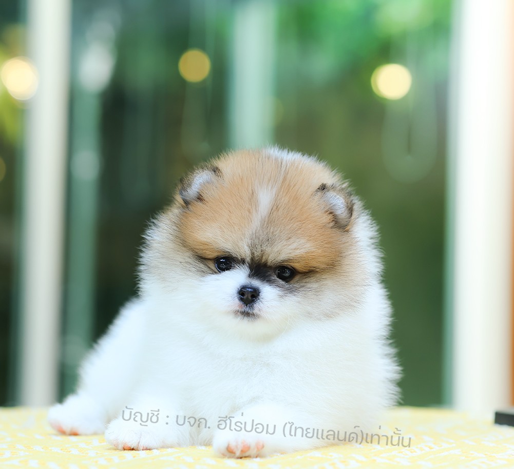 ปอมแท้ ปอมหน้าหมี HRM-10210 เพศชาย สีปาร์์ตี้ส้ม อายุ 2 เดือน ขนแน่น ขาใหญ่ กินเ...