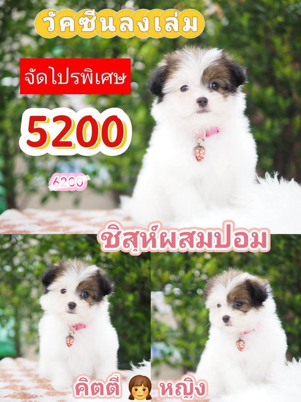 กิ๊ฟซ่า วัคซีน จัดโปร