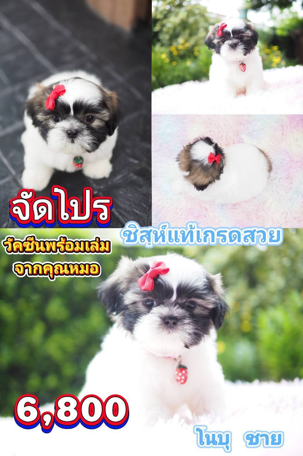 ชิสุ 6800