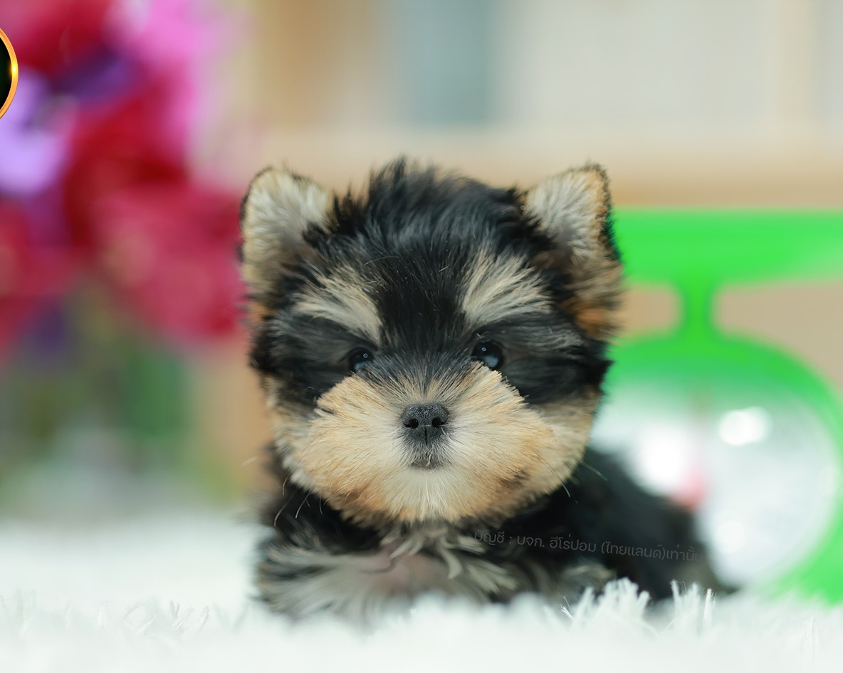 ยอร์คเชียร์ เทอร์เรีย HYM-68391 เพศชาย สีแบล็คแทน อายุ 2 เดือน หน้าตาน่ารัก ขาสั...