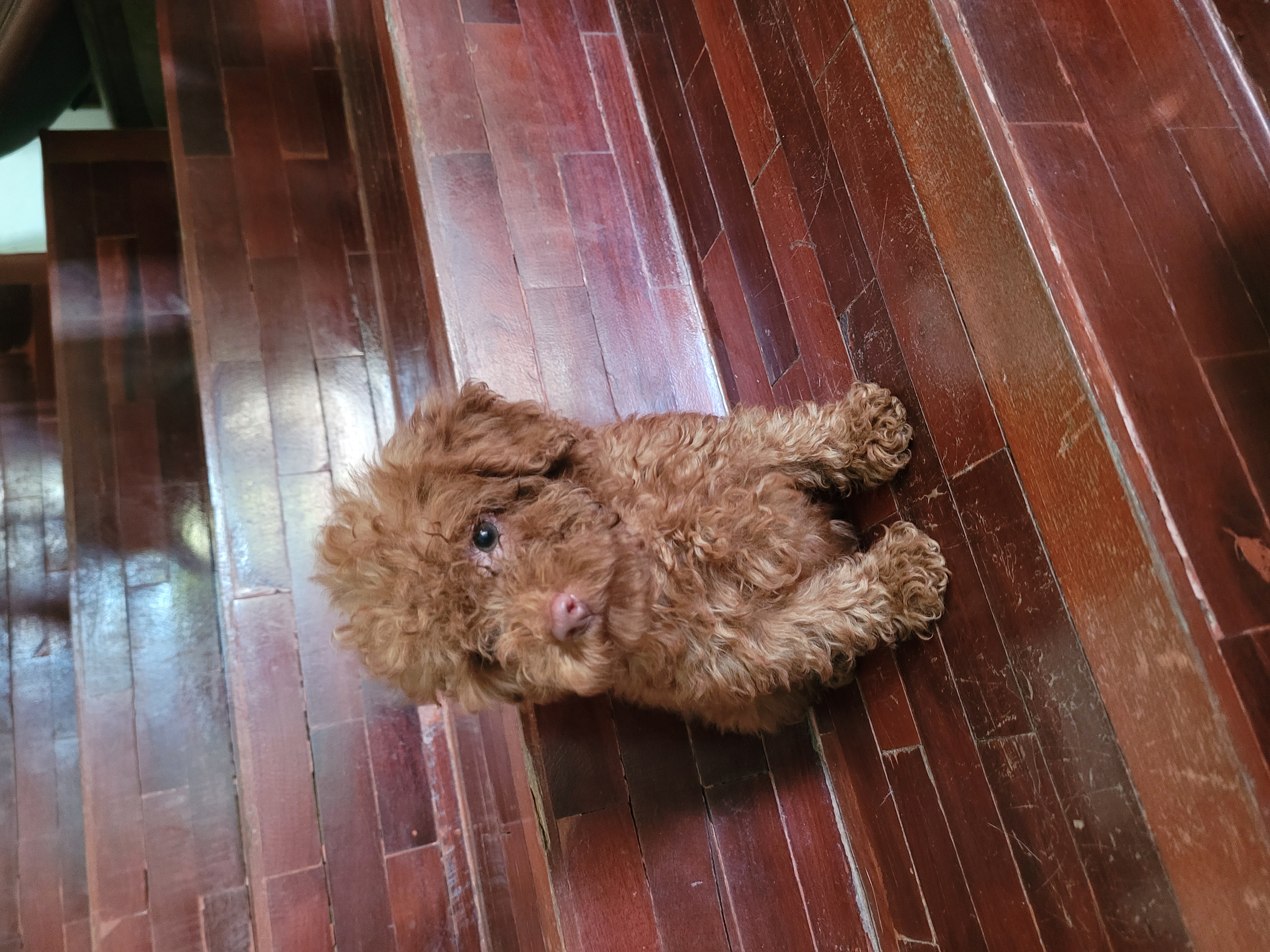 ด่วน ช้าหมดอดเลี้ยงสวยๆ poodle พุดเดิ้ลทอย ทีคัพ