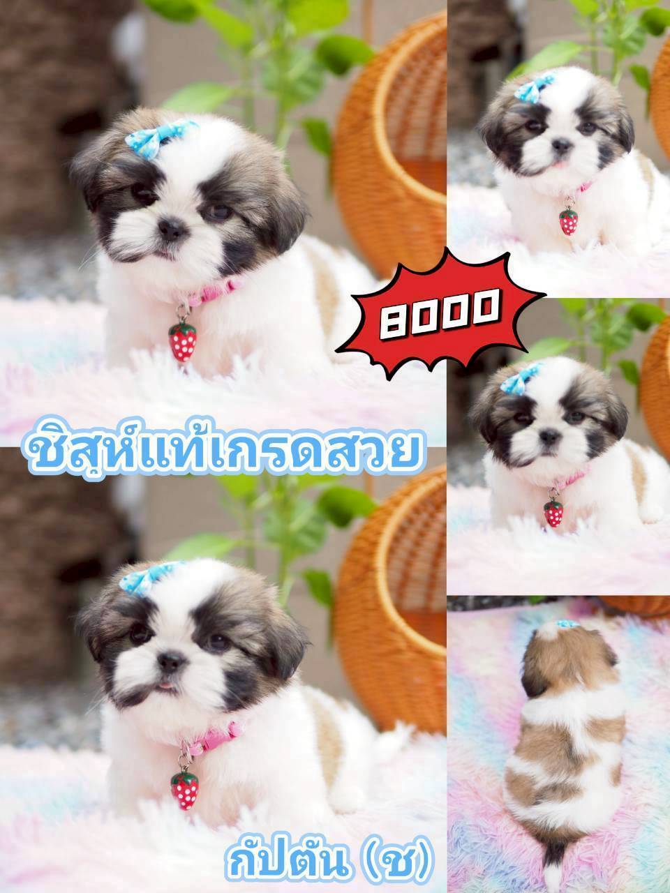 กิ๊ฟซ่า มาแล้ว