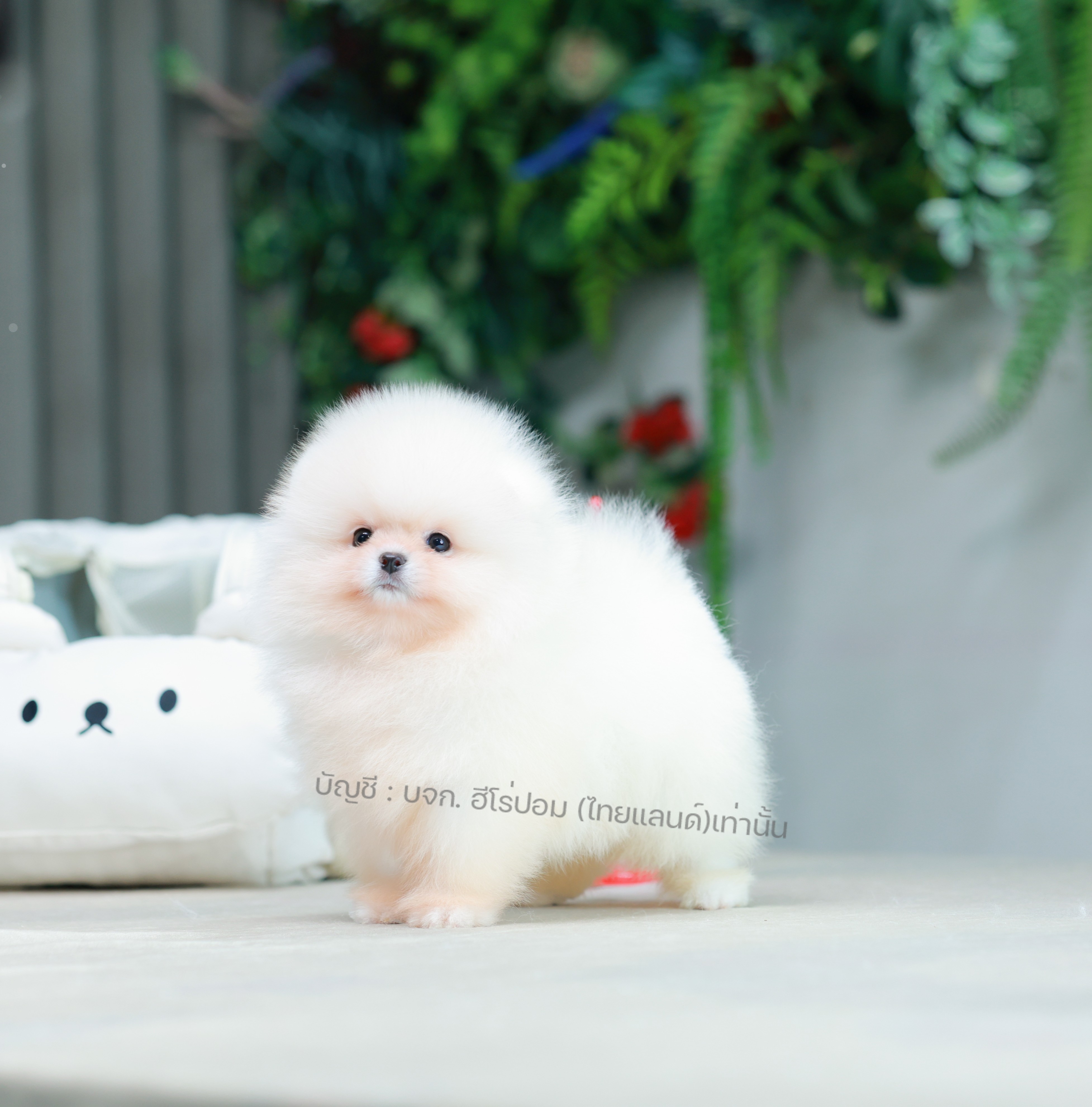 ปอมแท้ ปอมหน้าหมี HRM-10513 เพศชาย สีขาวครีม อายุ 2 เดือน ขนแน่น ขาใหญ่ กินเก่ง...