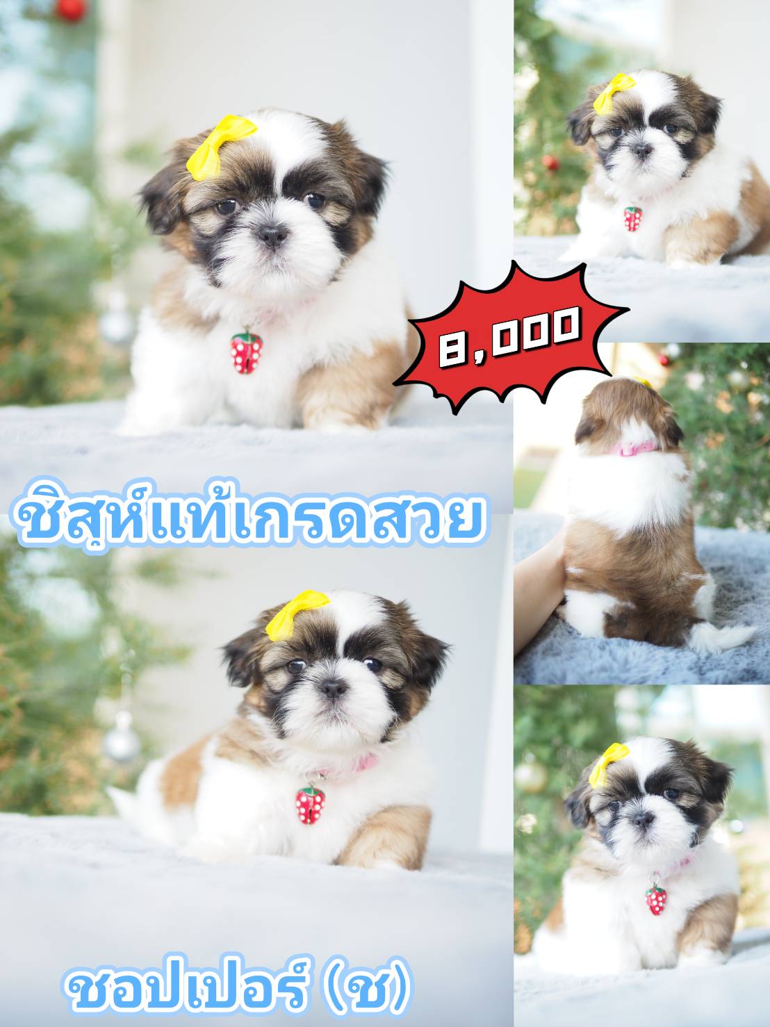 กิ๊ฟซ่า ลดได้