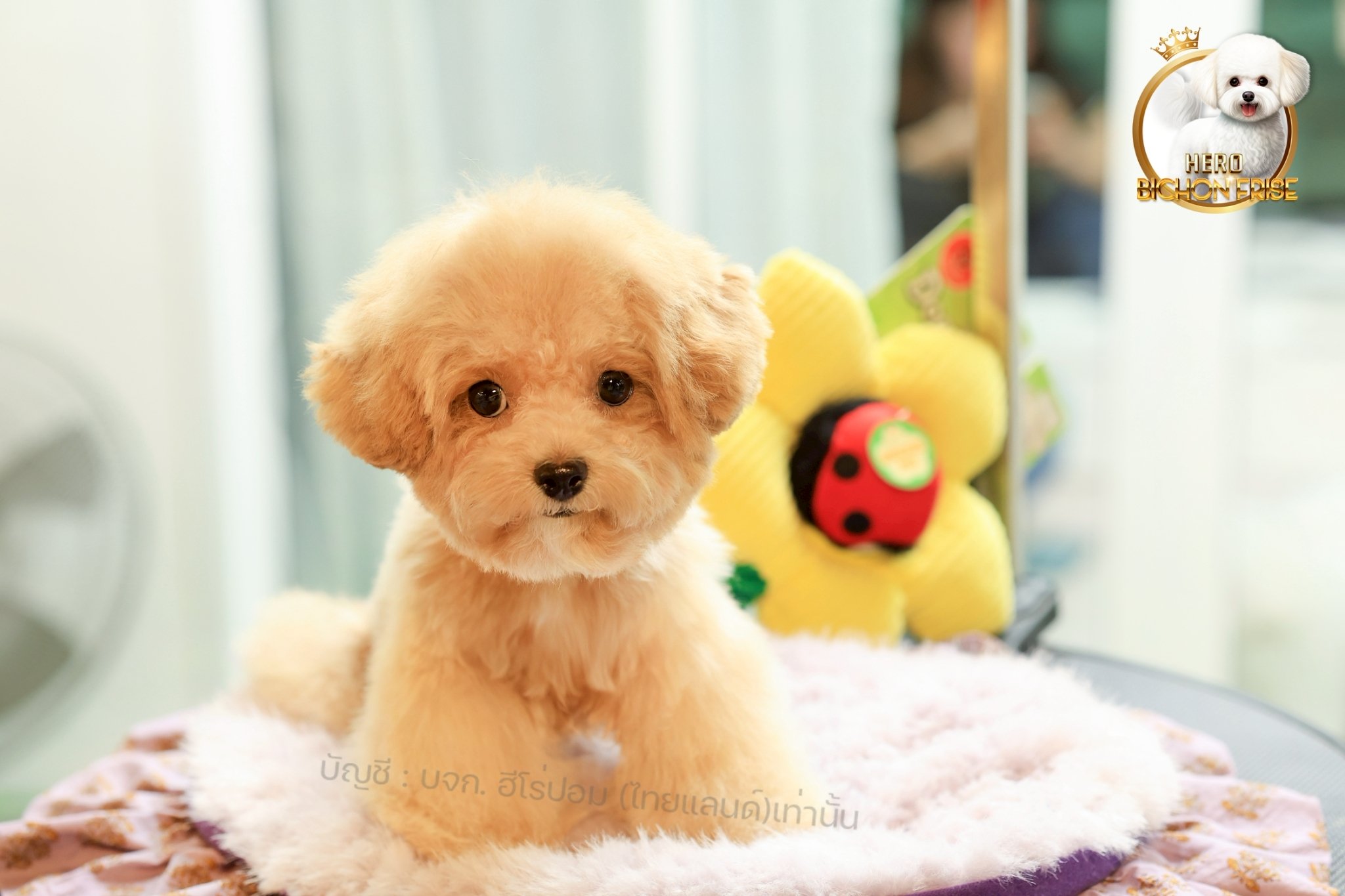 bichonพู BCM-10751 เพศชาย สีแชมเปญ หน้าตาน่ารัก ขาสั้น ขนแน่นฟู ขี้เล่นมาก ตัวเล...