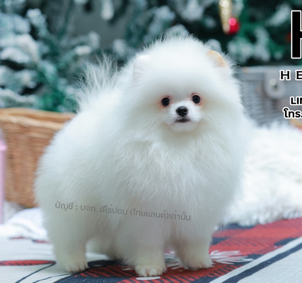 ปอมแท้ ปอมหน้าหมี HRM-10381 เพศชาย สีขาวส้ม ตัวจิ๋วตัวเล็ก แก้มอ้วน น่าฟัดมาก ๆ...