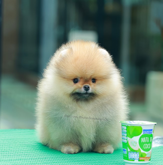 ปอมแท้ ปอมเมอเรเนียน HRM-50596  เพศชาย สีส้ม อายุ 2 เดือน หน้าตาน่ารัก ขาสั้น ขน...