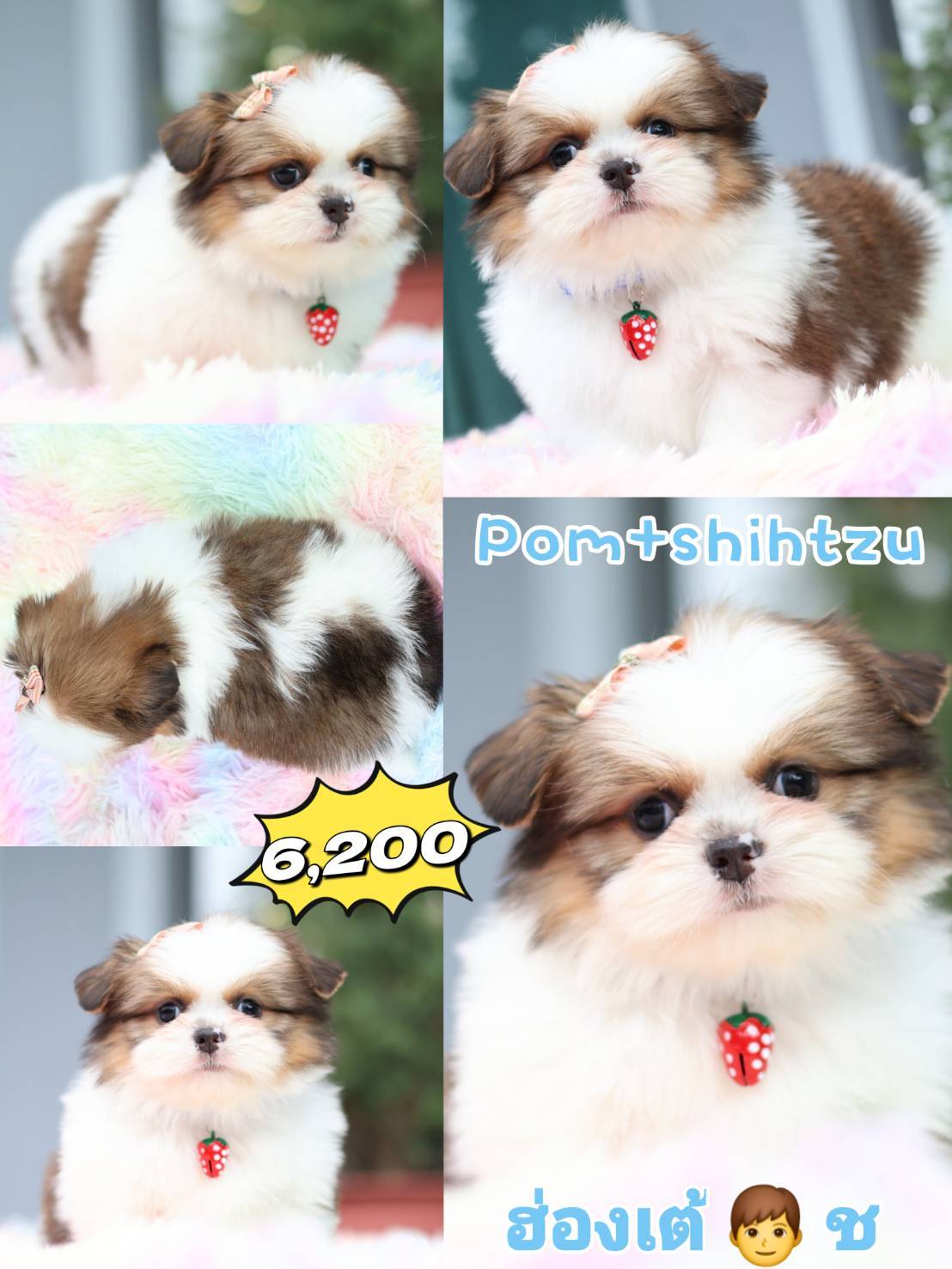 Kibzaa Shihtzu