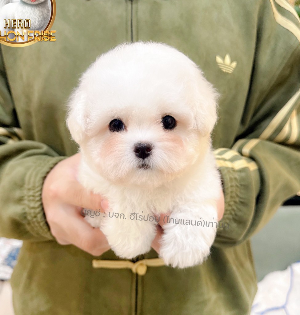 มินิบิชอง ฟริเซ่ รหัสสุนัข BCF-10298 สายพันธุ์มินิบิชอง เพศหญิง สีขาว น้องร่าเริ...