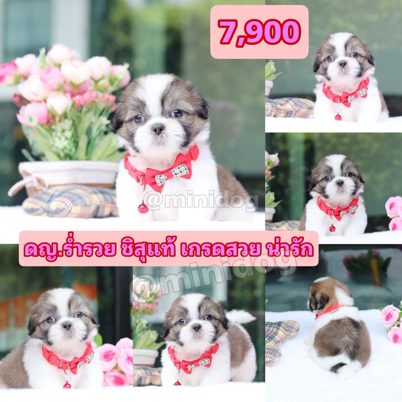 ชิสุแท้เกรดสวย