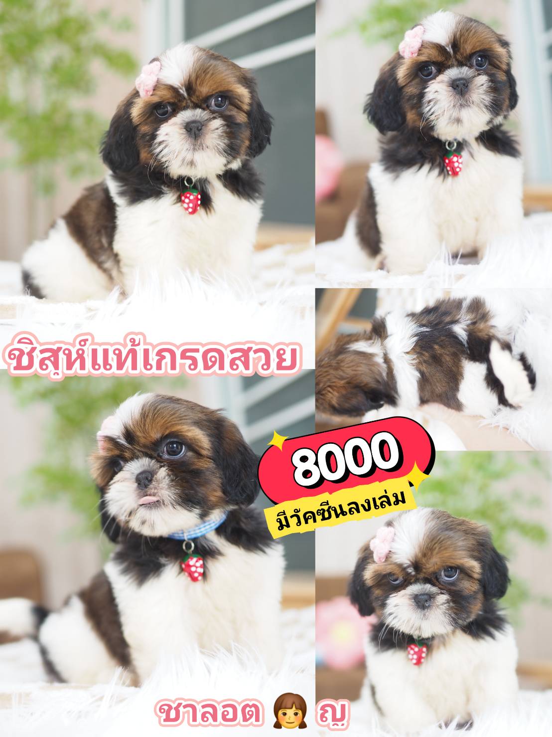 กิ๊ฟซ่าชิสุ ❤️ กทม