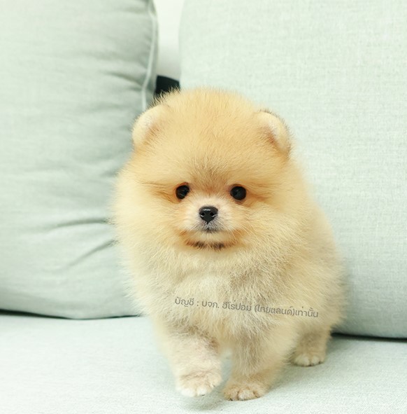 ปอมแท้ ปอมหน้าสั้น HRM-89110 เพศชาย สีส้ม อายุ 2 เดือน  ขาสั้น ขนแน่น หน้าตาน่าร...