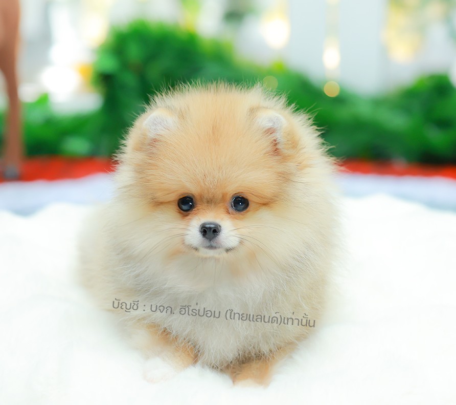 ปอมแท้ ปอมหน้าหมี HRF-10067 เพศหญิง สีส้ม ตัวจิ๋วตัวเล็ก แก้มอ้วน น่าฟัดมาก ๆ ตอ...