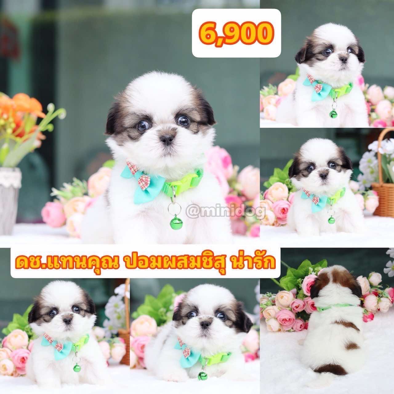 ชิสุผสมปอม