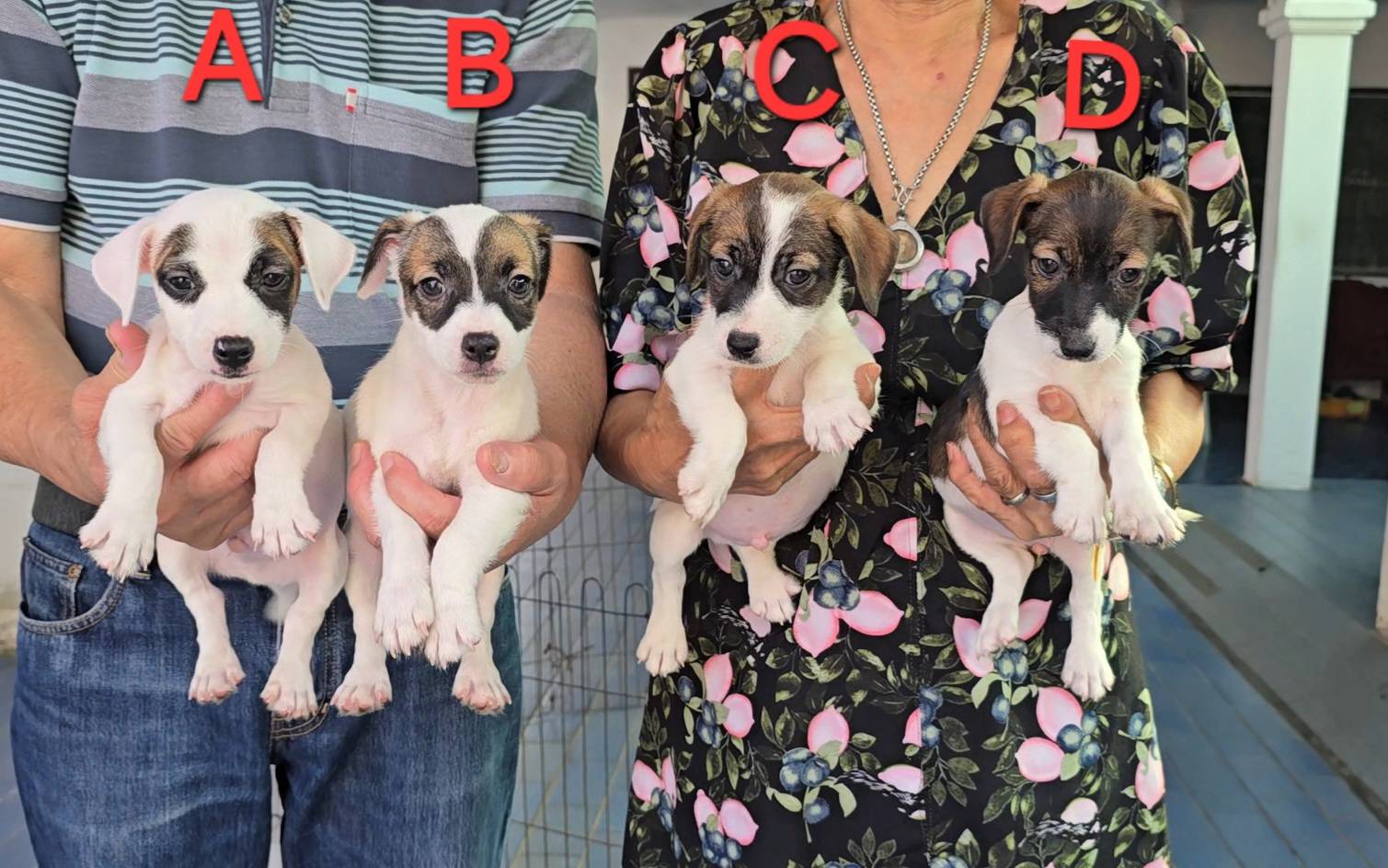 ลูกสุนัขแจ็ค รัสเซลล์ เพศผู้ สายพันธุ์แท้ ร่าเริง ฉลาด เลี้ยงง่าย จาก kankarnclu...