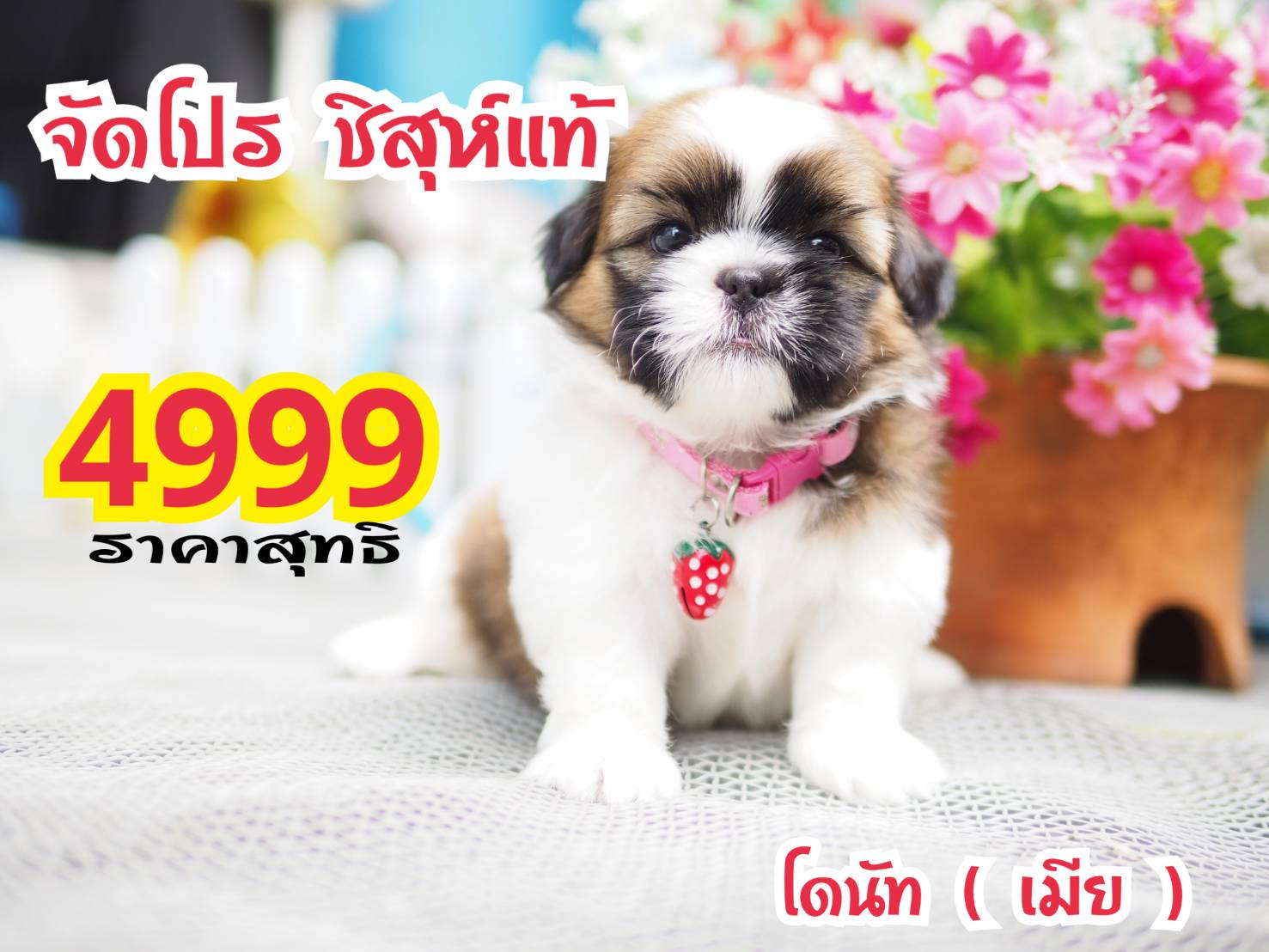 ชิสุห์แท้ กิ๊ฟซ่า