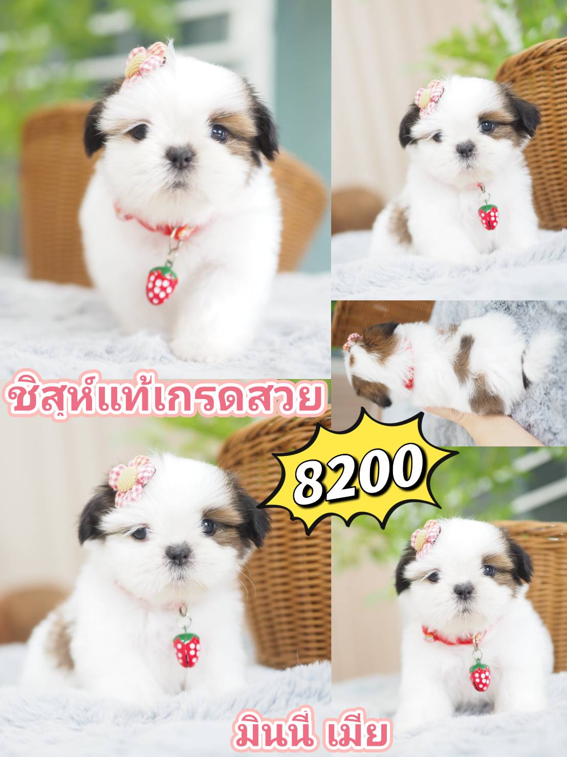 กิ๊ฟซ่า วัชรพล