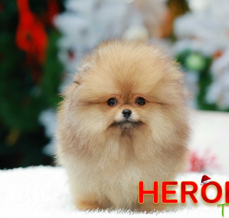 ปอมแท้ ปอมหน้าหมี HRM-10534 เพศชาย สีส้ม อายุ 2 เดือน ขนแน่น ขาใหญ่ กินเก่ง หน้า...