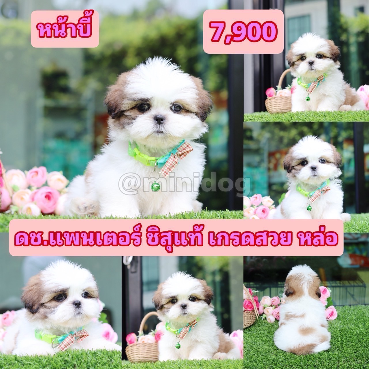 ชิสุแท้เกรดสวย