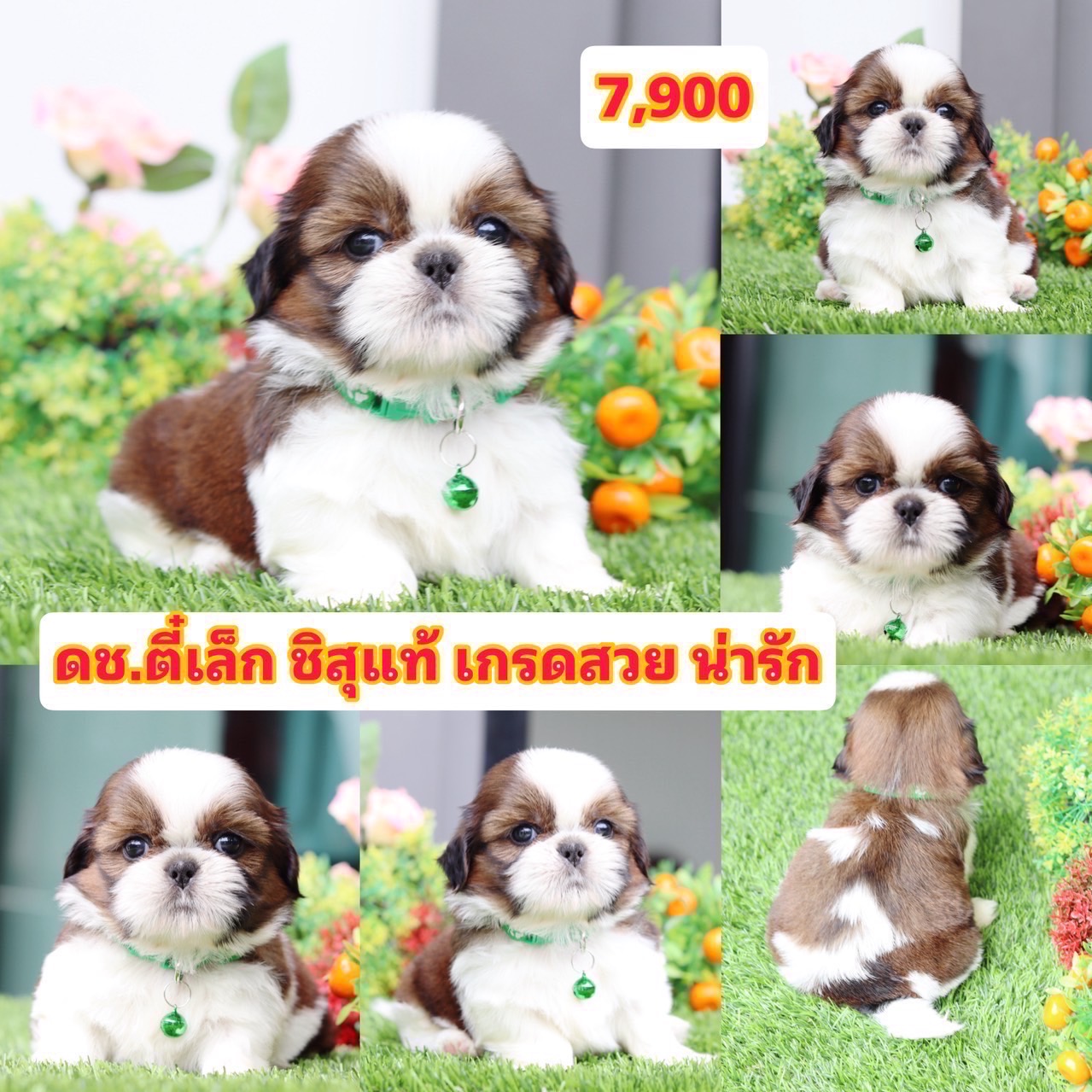 ชิสุแท้เกรดสวย