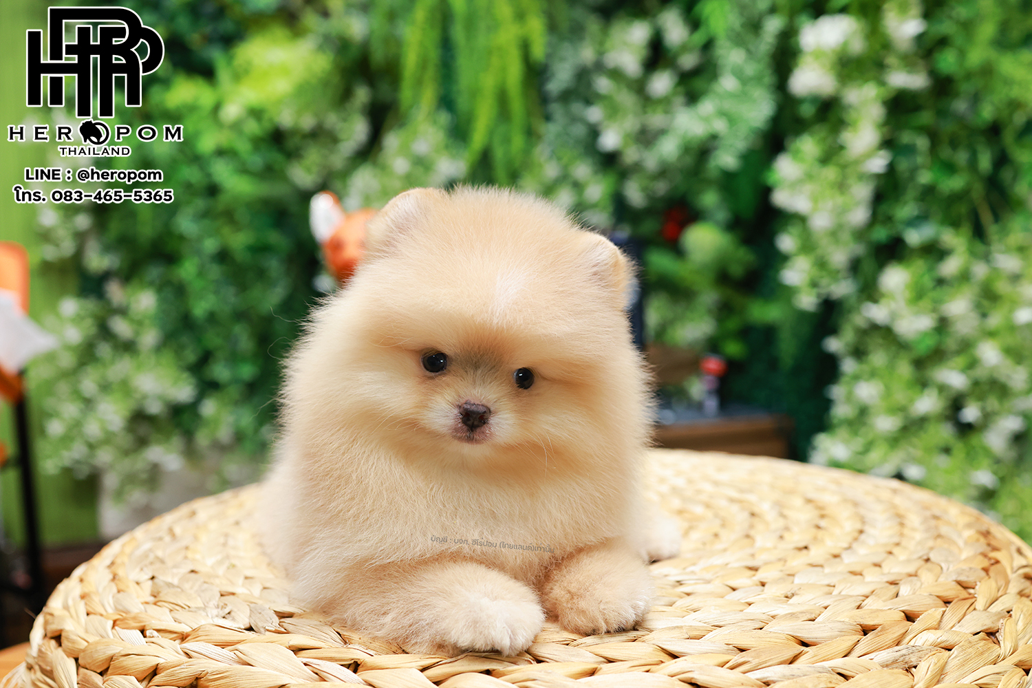 ปอมแท้ ปอมหน้าหมี HRF-01916 เพศหญิง สีส้มครีม ตัวจิ๋วตัวเล็ก แก้มอ้วน น่าฟัดมาก...