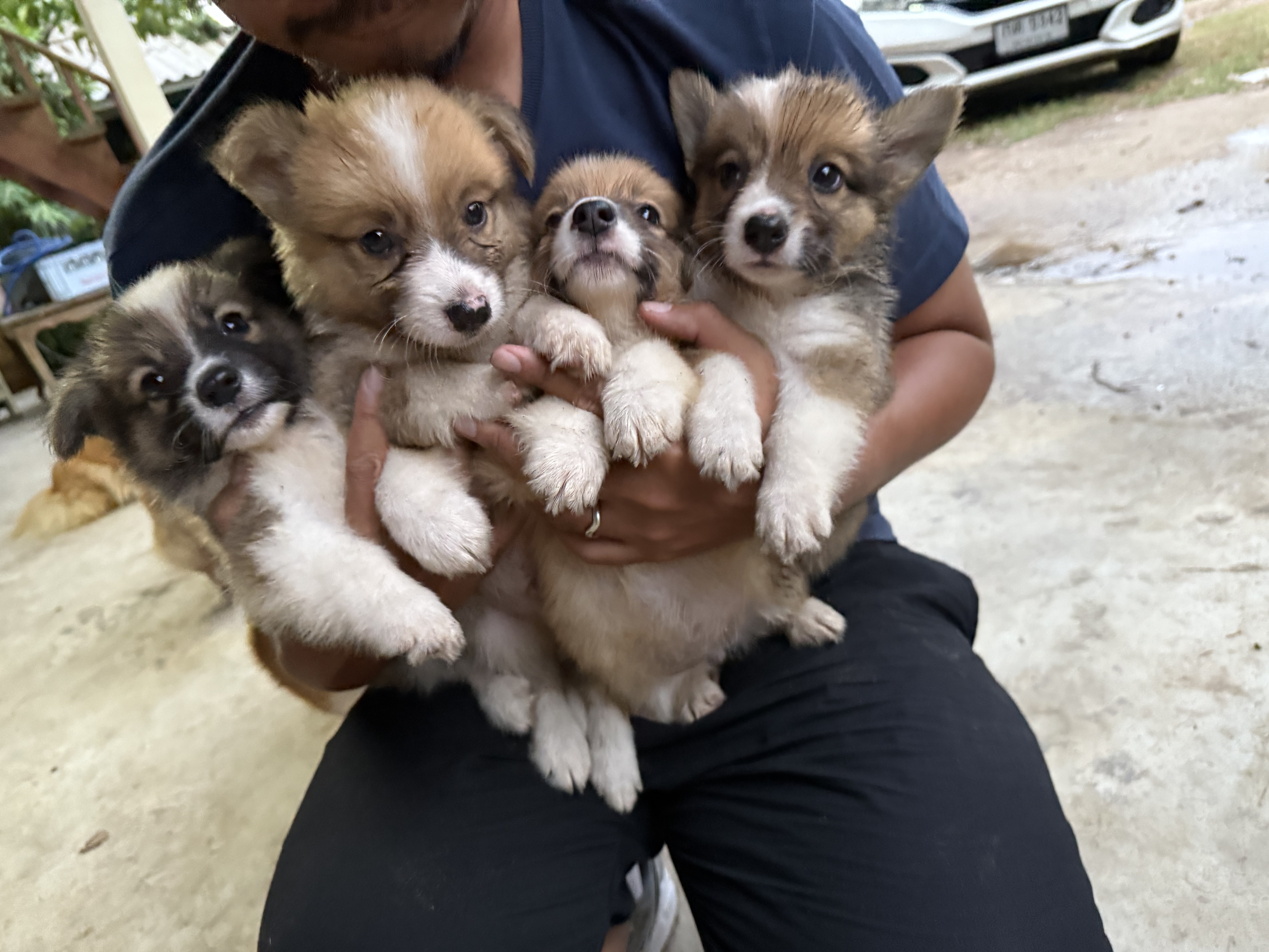 Corgi หา ผู้ปกครอง