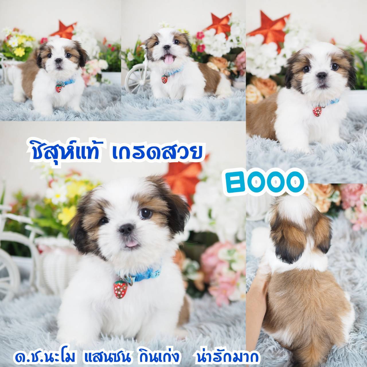 Kibzaa shihtzu