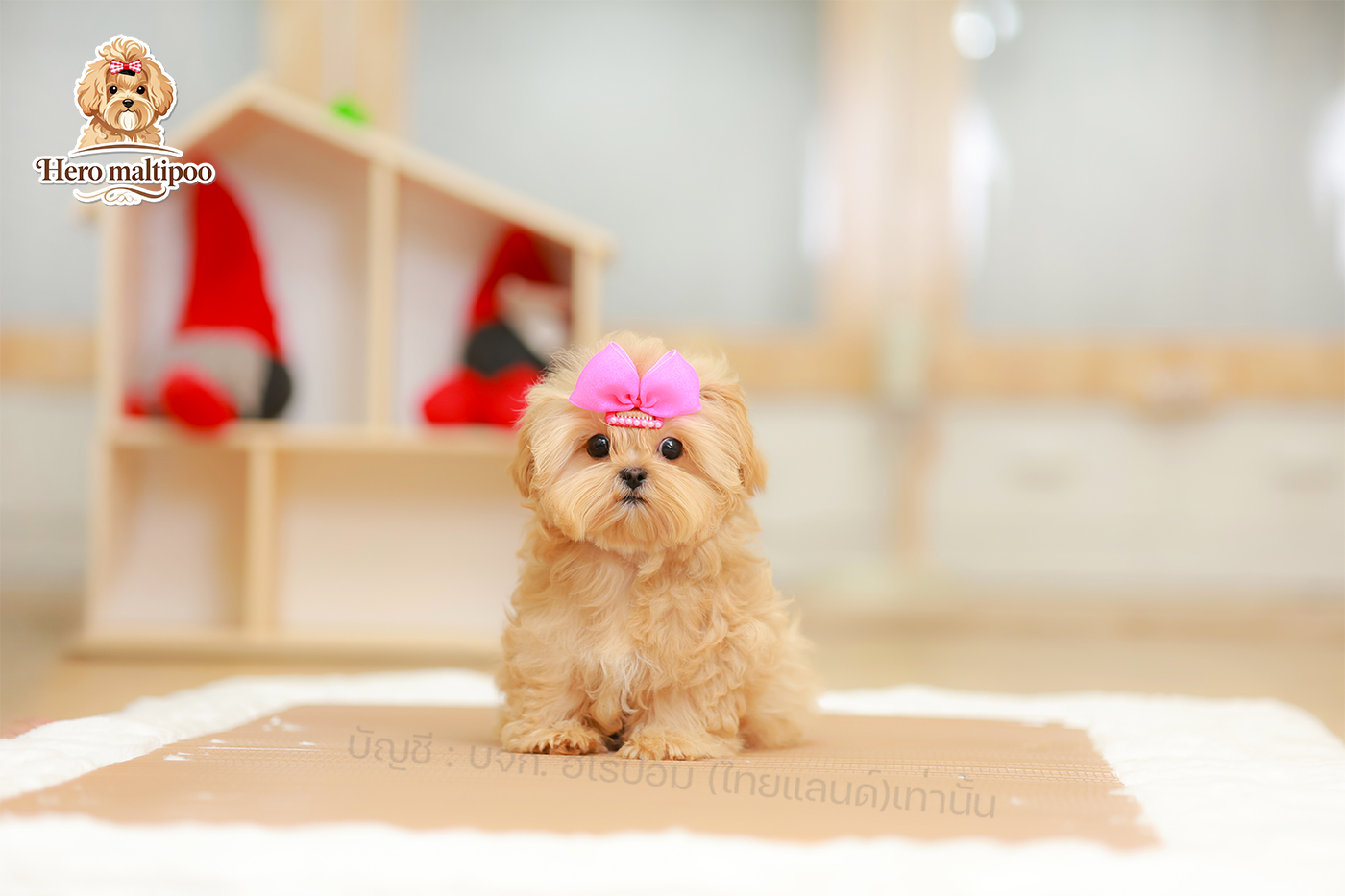 สุนัขนำเข้าเกาหลี import Korea หมาเกาหลีน่ารัก ฟาร์มหมาเกาหลี รหัสสุนัข MTP-M-62...