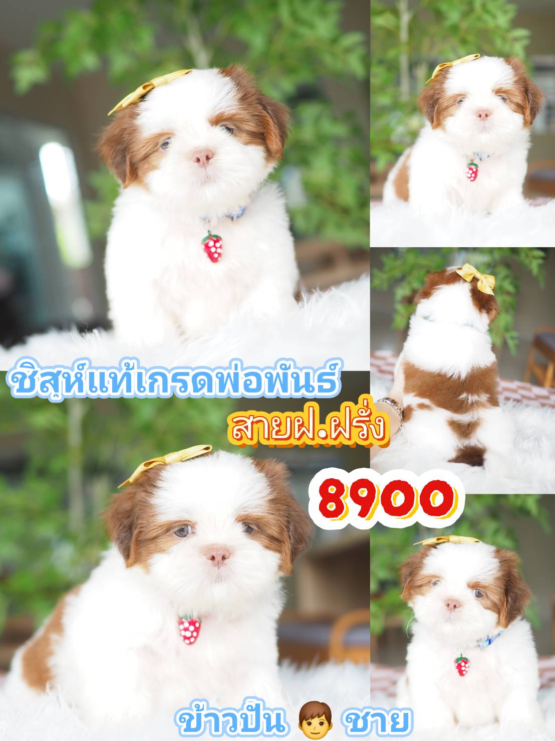Shihtzu