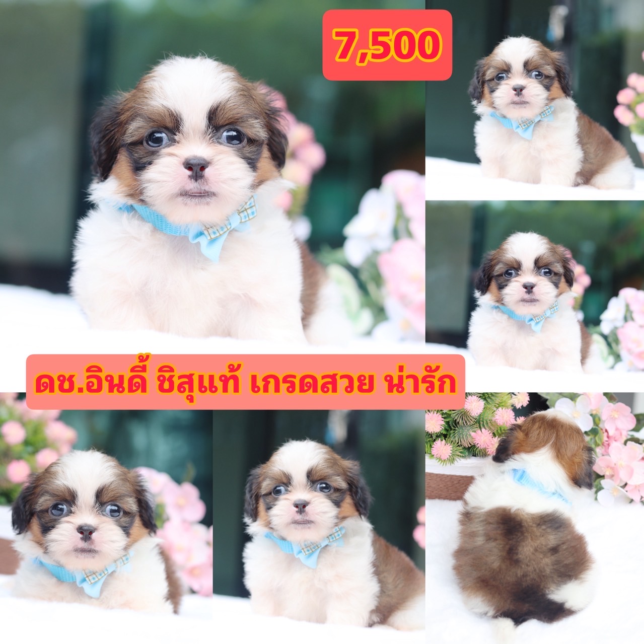 ชิสุแท้เกรดสวย