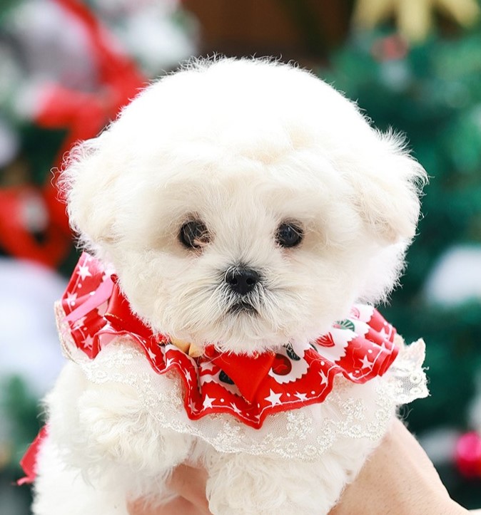 BCM-53206บิชองฟรีเซ่ เพศชาย หน้ากลมสีขาวนวล ตากลม น่ารัก สนใจน้องสอบถาม Line:@he...