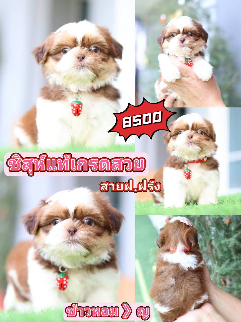 Kibzaa Shihtzu