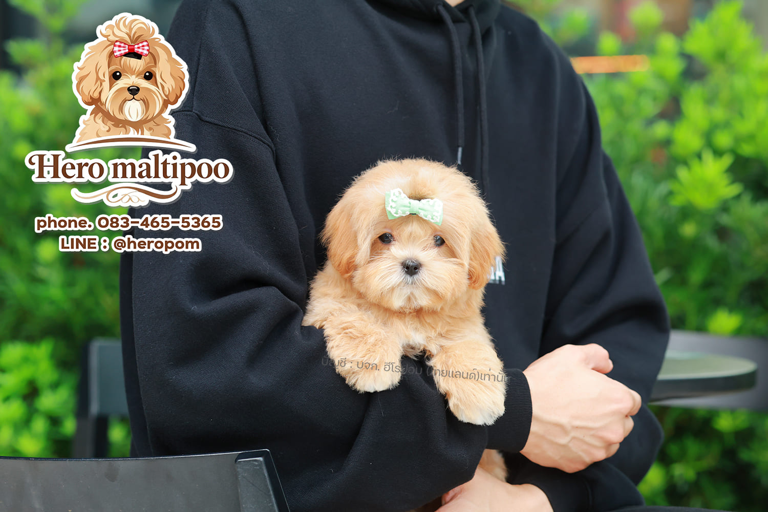 มอลติพู MTPM-61208 เพศชาย สี Champagne อายุ 2 ปี น่ารัก หัวกลม มีถุงเท้าสีขาว สี...