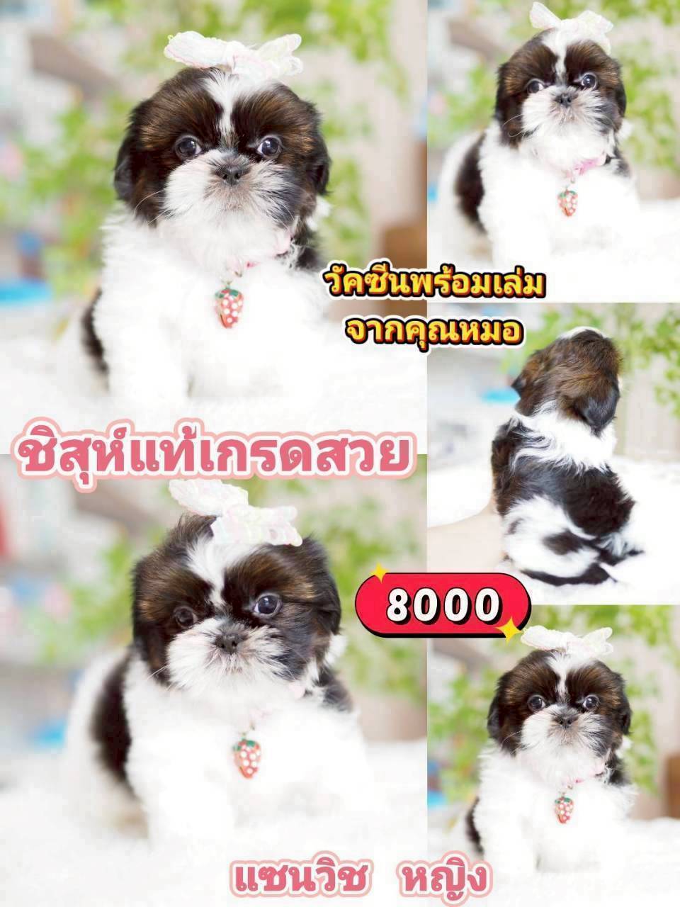 ชิสุแท้