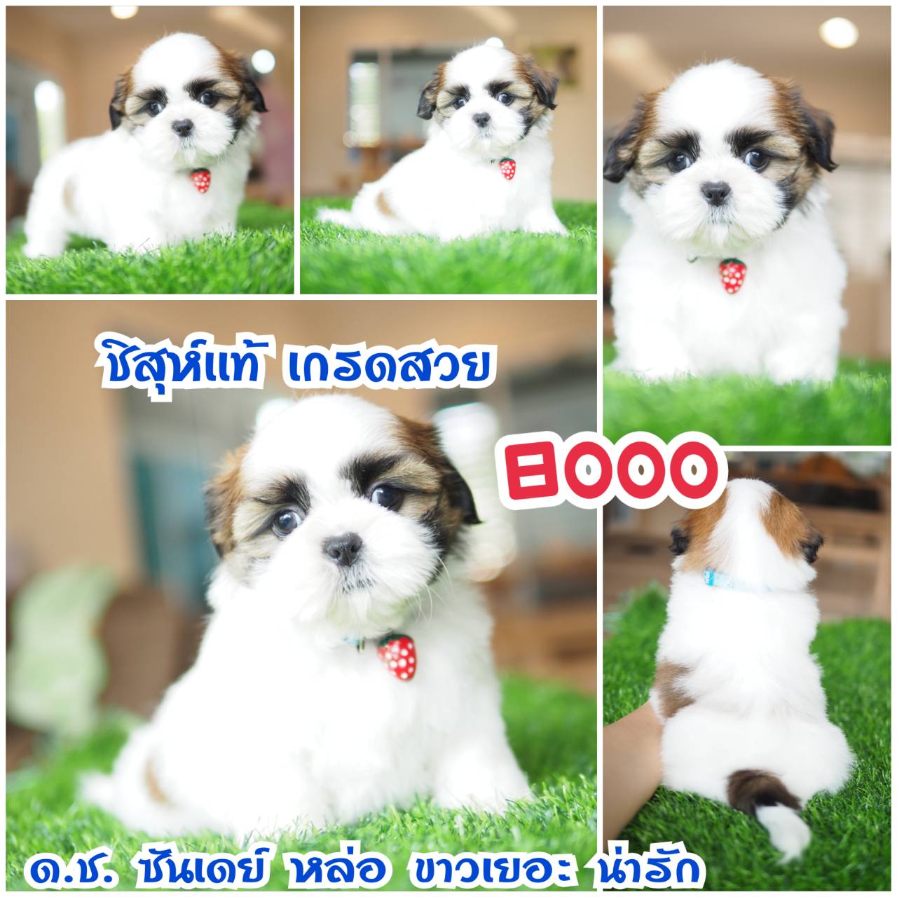 กิ๊ฟซ่า ชิสุห์  ลดได้