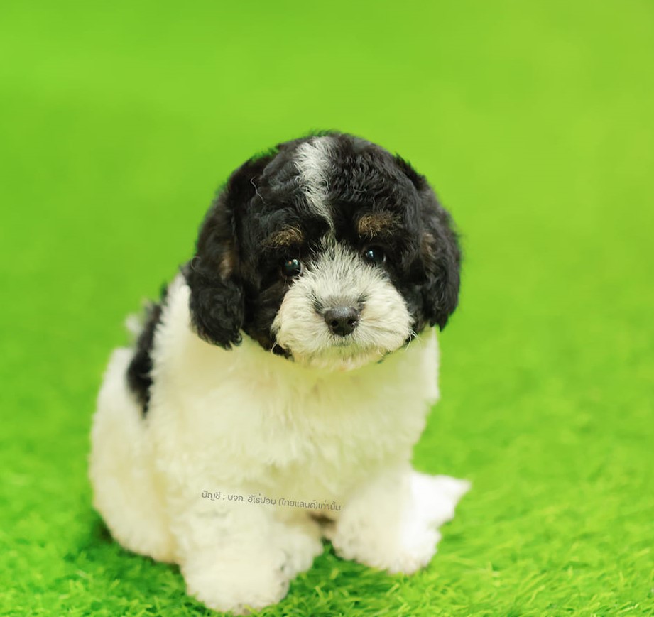 พุดเดิ้ล BCF-89130 เพศหญิง สีขาวดำ สวยมาก ๆ สีมีเอกลักษณ์ น่าอุ้มสุด ๆ มีใบรับรอ...